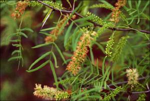 Prosopis glandulosa   (click for a larger preview)