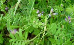 Vicia ludoviciana   (click for a larger preview)