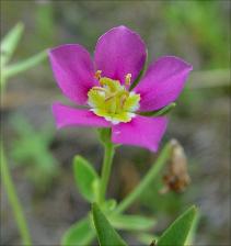 Sabatia arenicola   (click for a larger preview)