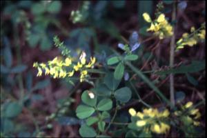 Medicago polymorpha   (click for a larger preview)