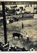 Bullfight 12   (click for a larger preview)