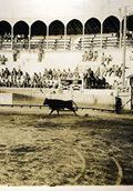 Bullfight 18   (click for a larger preview)