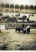Bullfight 20   (click for a larger preview)