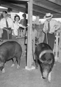 Hog Show   (click for a larger preview)