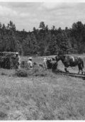 Gathering Hay   (click for a larger preview)