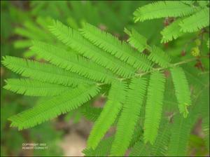 Acacia berlandieri (Native) 2   (click for a larger preview)