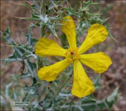 Argemone mexicana (Native)   (click for a larger preview)