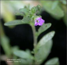 Calibrachoa parviflora (Native)   (click for a larger preview)