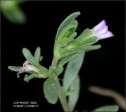 Calibrachoa parviflora (Native) 2   (click for a larger preview)
