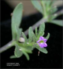 Calibrachoa parviflora (Native) 3   (click for a larger preview)