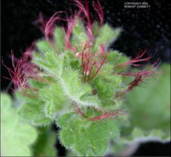 Acalypha monostachya (Native)   (click for a larger preview)