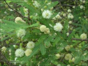 Acacia berlandieri (Native) 3   (click for a larger preview)