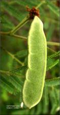 Acacia berlandieri (Native) 4   (click for a larger preview)