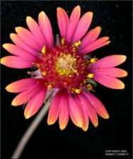 Gaillardia pulchella (Native) 3   (click for a larger preview)