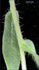Gaillardia pulchella (Native) 4   (click for a larger preview)