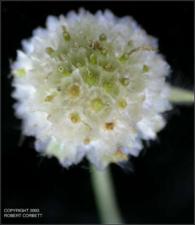 Gaillardia pulchella (Native) 5   (click for a larger preview)