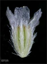 Gaillardia pulchella (Native) 6   (click for a larger preview)