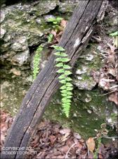 Woodsia obtusa (Native)   (click for a larger preview)