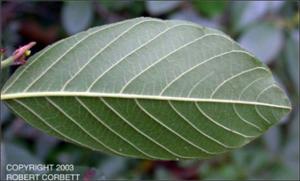 Rhamnus caroliniana  (Native) 4   (click for a larger preview)