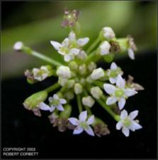 Hydrocotyle umbellata (Native) 4   (click for a larger preview)