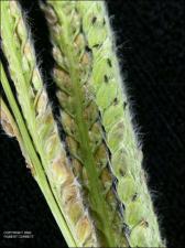 Paspalum urvillei (Native) 3   (click for a larger preview)