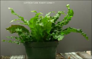 Asplenium nidus (Cultivated)   (click for a larger preview)