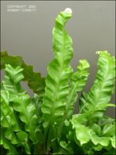 Asplenium nidus (Cultivated) 2   (click for a larger preview)