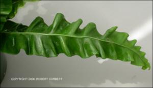 Asplenium nidus (Cultivated) 3   (click for a larger preview)