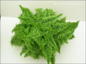 Nephrolepis exaltata cv. Fluffy Ruffles (Cultivated)   (click for a larger preview)