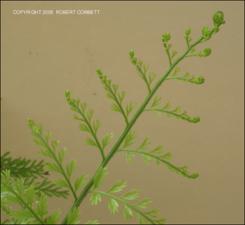Asplenium bulbiferum (Cultivated) 4   (click for a larger preview)