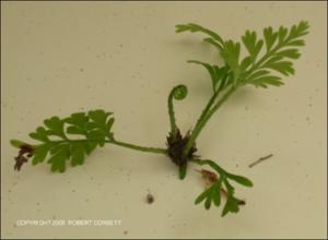 Asplenium bulbiferum (Cultivated) 6   (click for a larger preview)