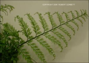 Asplenium bulbiferum (Cultivated) 7   (click for a larger preview)