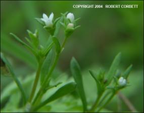 Houstonia parviflora (Native) 2   (click for a larger preview)