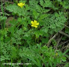 Oxalis stricta (Native) 3   (click for a larger preview)
