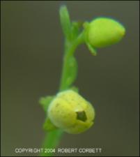 Thamnosma texana (Native) 8   (click for a larger preview)