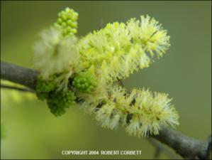 Acacia rigidula (Native) 2   (click for a larger preview)