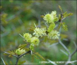Acacia rigidula (Native) 4   (click for a larger preview)