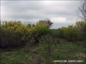 Acacia rigidula (Native) 5   (click for a larger preview)