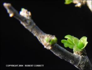 Schaefferia cuneifolia (Native) 2   (click for a larger preview)