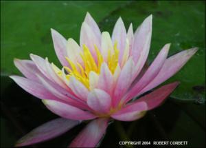 Nymphaea sp. (Cultivated)   (click for a larger preview)