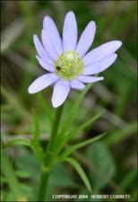 Anemone berlandieri (Native)   (click for a larger preview)