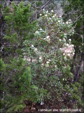Arbutus xalapensis (Native)   (click for a larger preview)