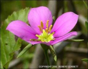 Sabatia campestris (Native) 2   (click for a larger preview)