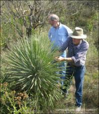 Yucca constricta (Native)   (click for a larger preview)