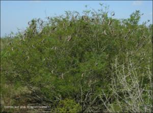 Acacia berlandieri (Native) 5   (click for a larger preview)