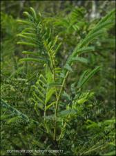 Acacia berlandieri (Native) 7   (click for a larger preview)