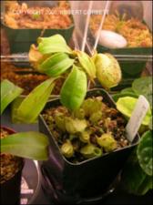 Nepenthes ampullaria (Cultivated)   (click for a larger preview)