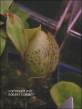 Nepenthes ampullaria (Cultivated) 3   (click for a larger preview)