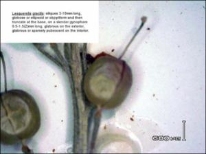 Lesquerella gracilis (Native) 2   (click for a larger preview)