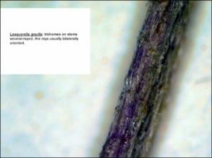 Lesquerella gracilis (Native) 4   (click for a larger preview)